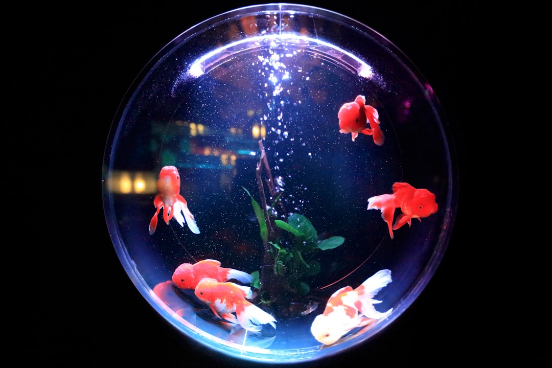 Blue fishbowl with pink and red fish.