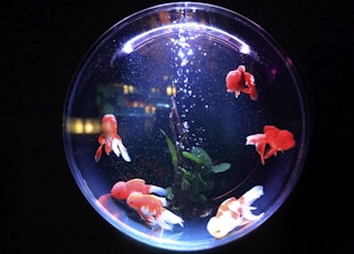 school of fish in fishbowl