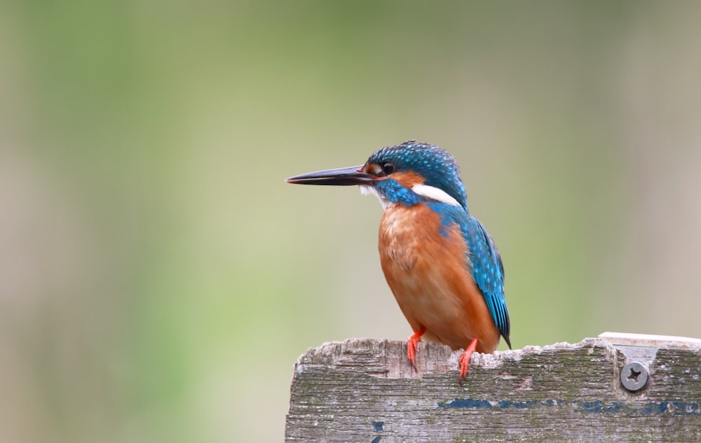 Kingfisher on brown wooden panel