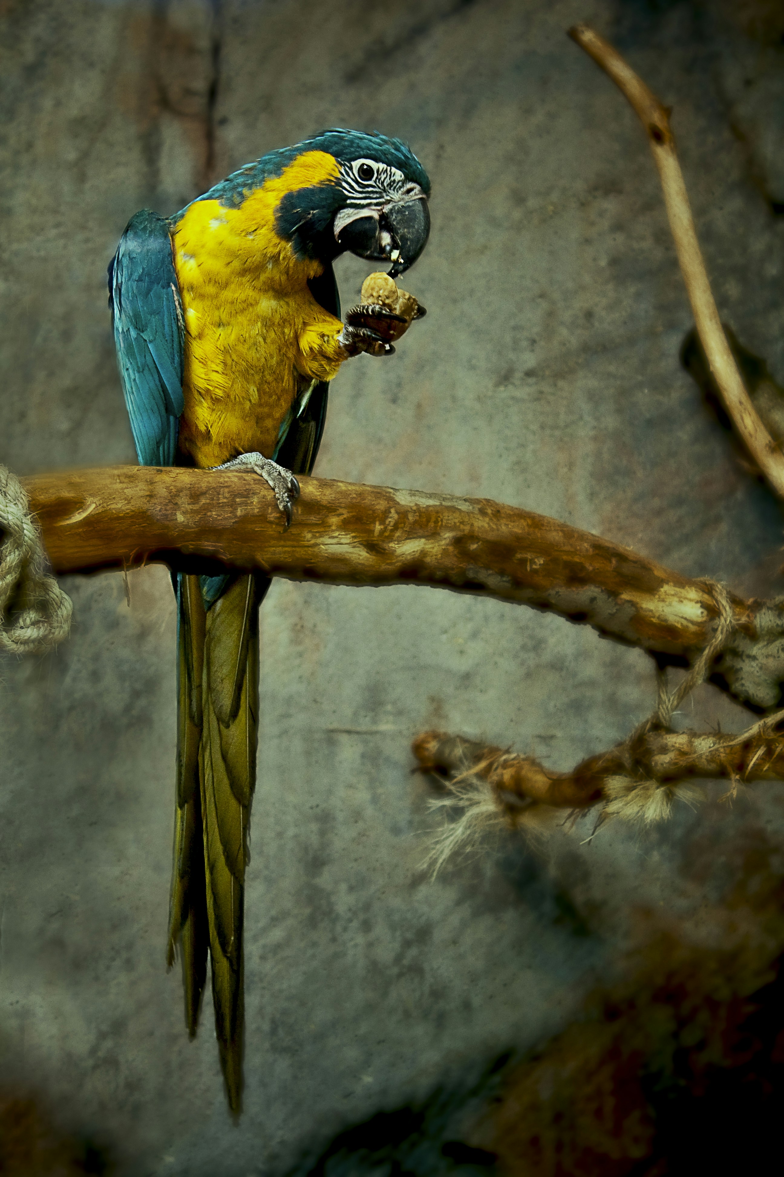 Hungry Parrot