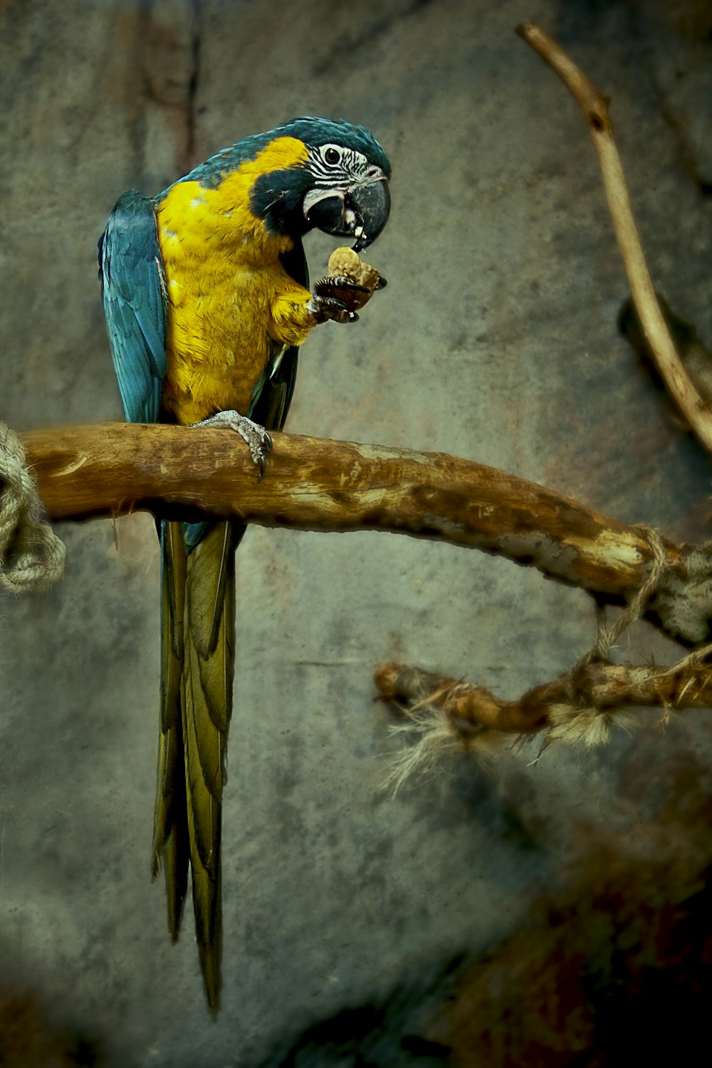 yellow and blue macaw perched on tree branch