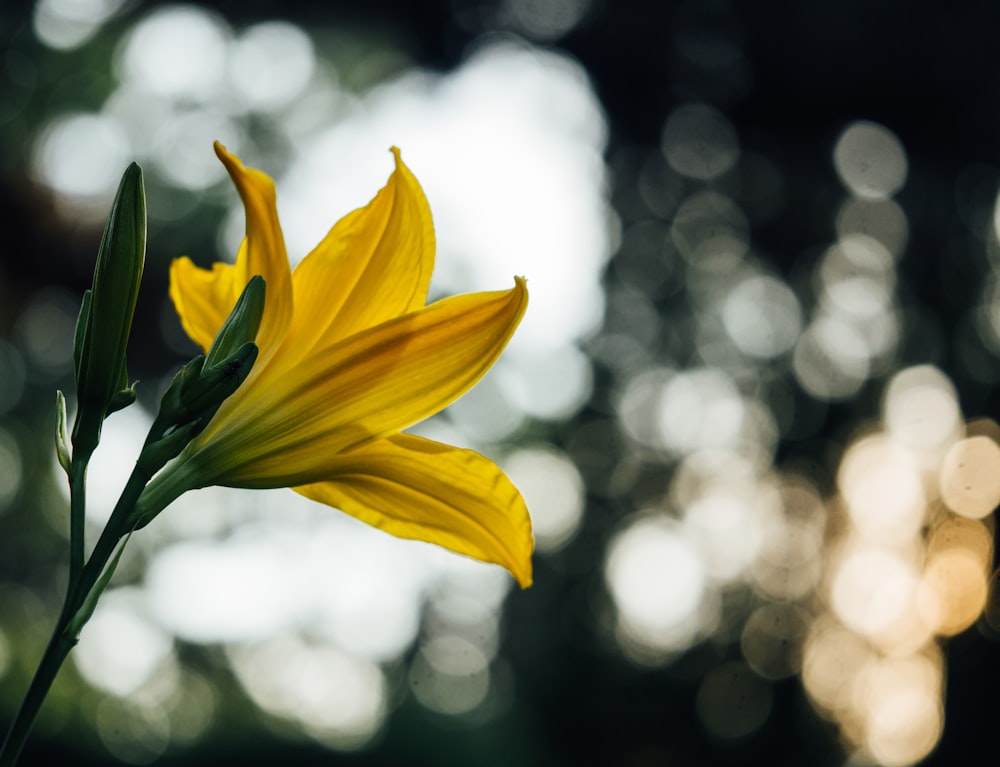 yellow lily flower