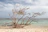 A weathered family tree sketch with roots intertwining across the Atlantic Ocean.