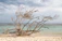 A weathered family tree sketch with roots intertwining across the Atlantic Ocean.