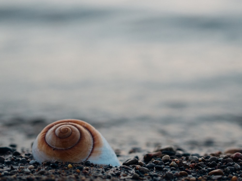 Concha branca do caracol em seixos