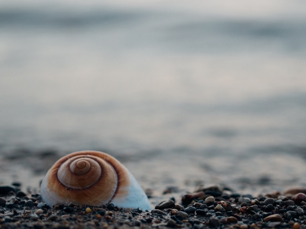 white snail shell on pebbles