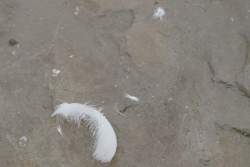 A single white feather lies on a rough, grayish-brown stone surface. Small droplets of water are visible on the feather, adding a delicate element to the scene. The surrounding area has additional small pieces of feathers, creating a subtle texture.