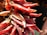 A close-up view of a bunch of dried red chili peppers with a shiny, wrinkled surface. The chilies are attached to a stem, and their vibrant red color is emphasized by the sunlight. In the background, there are blurred figures of people who are not in focus.