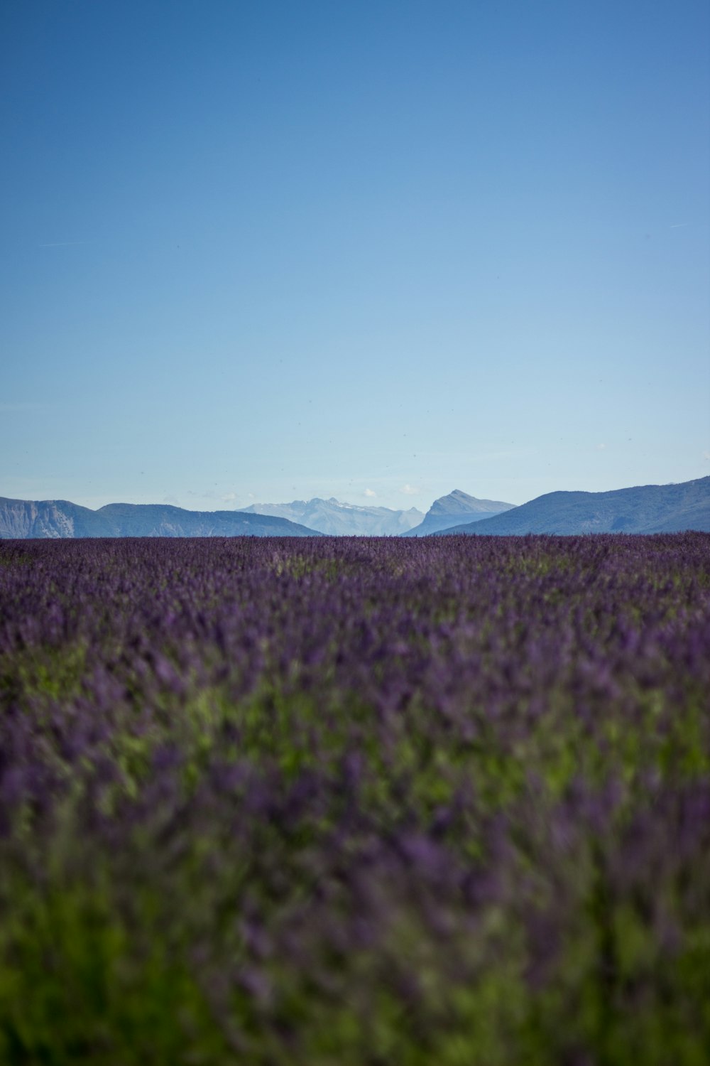 Campo de lavanda roxo com vista para as montanhas durante o dia