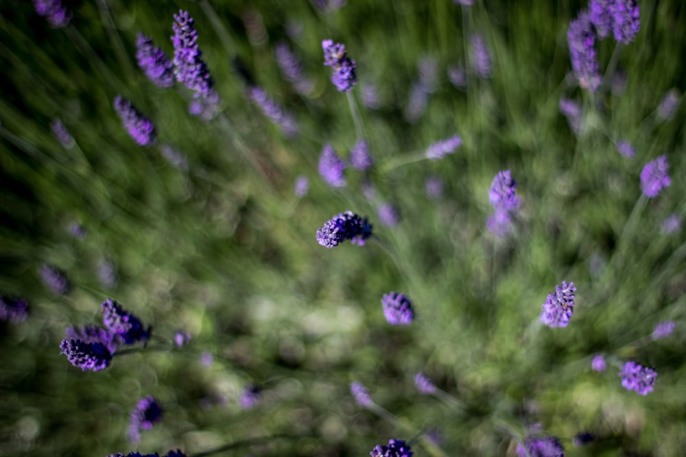 foto di messa a fuoco selettiva di fiori di lavanda viola