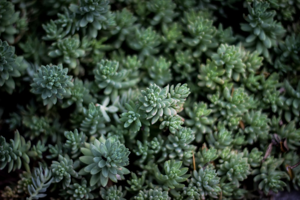 closeup photo fo green leaf plants