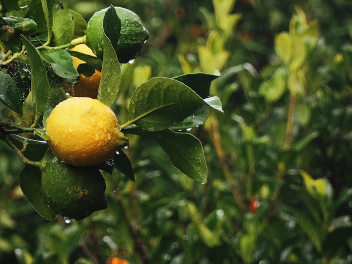 Close-up of a vibrant lemon branch with dew drops, symbolizing the Slim Phyto collection's natural tonifying ingredients.