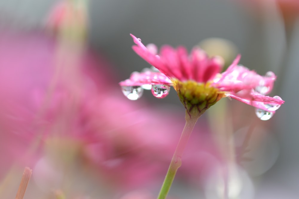 Fotografía de enfoque selectivo de flor de margarita rosa