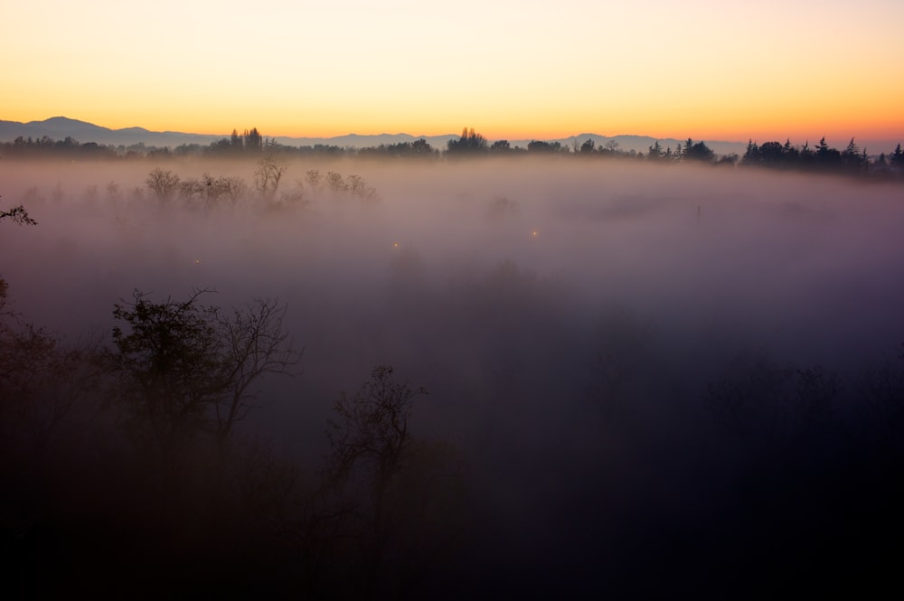 a foggy forest with a sunset in the background