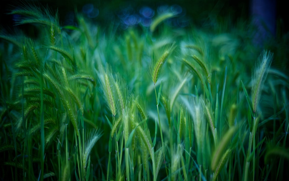 green-leafed plants digital wallpaper