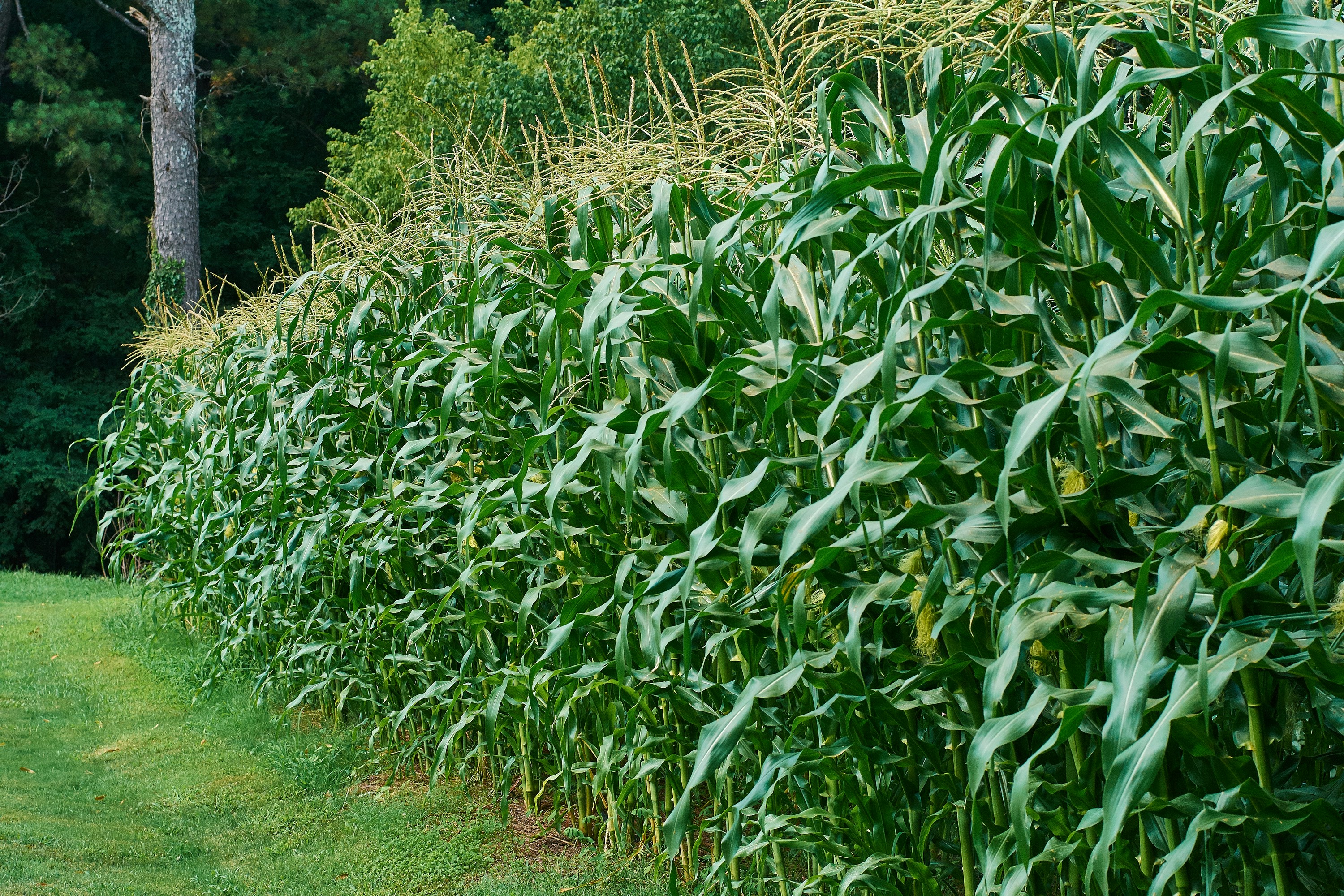 Free Unsplash photo from Kendall Young