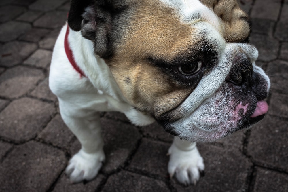 Foto eines erwachsenen kleinen kurzhaarigen weißen und hellbraunen Hundes