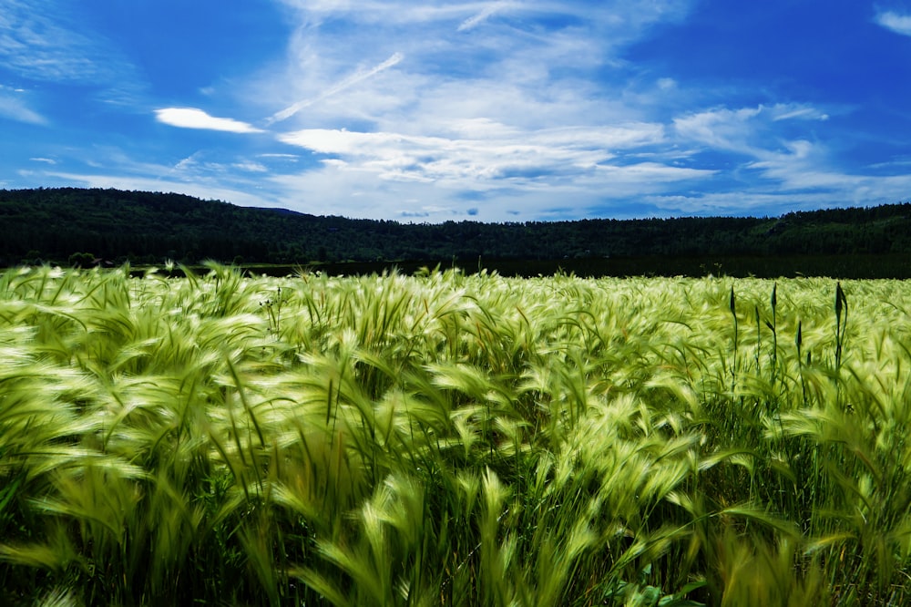 green grass field