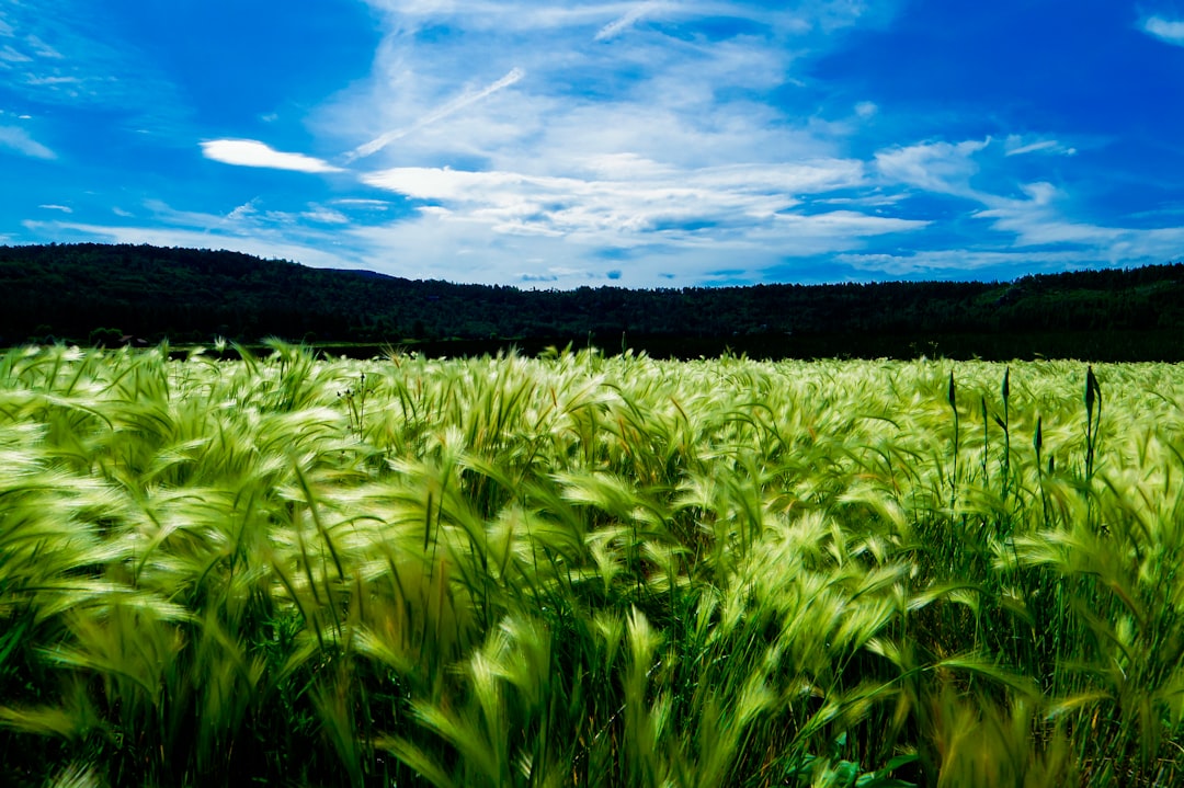 green grass field