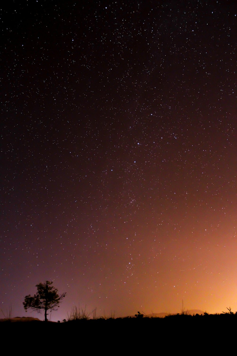 foto della silhouette dell'albero e dell'erba durante la notte