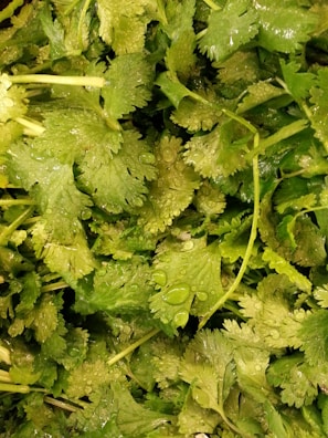 Close-up of fresh green herbs like cilantro and mint with dewdrops.