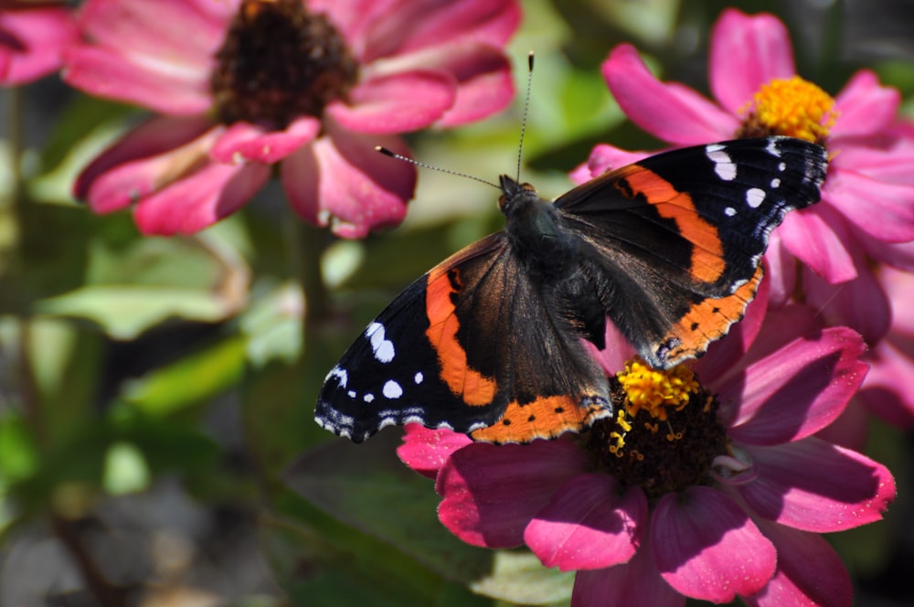 An orange and black butterfly on pink flowers.