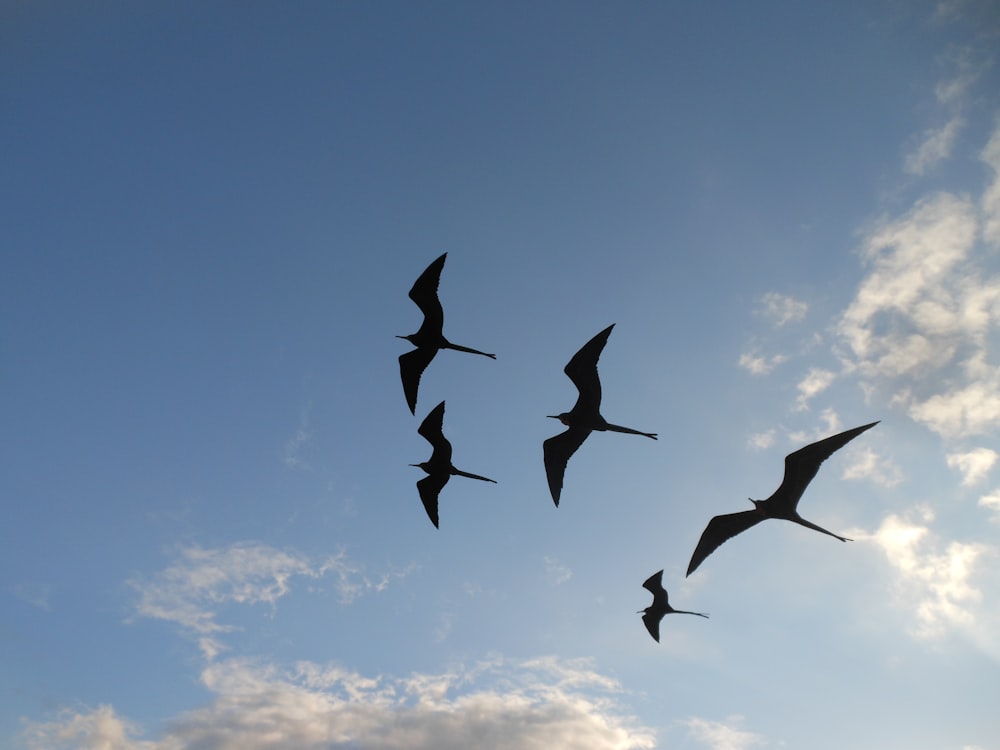 five silhouette of birds flying on sky