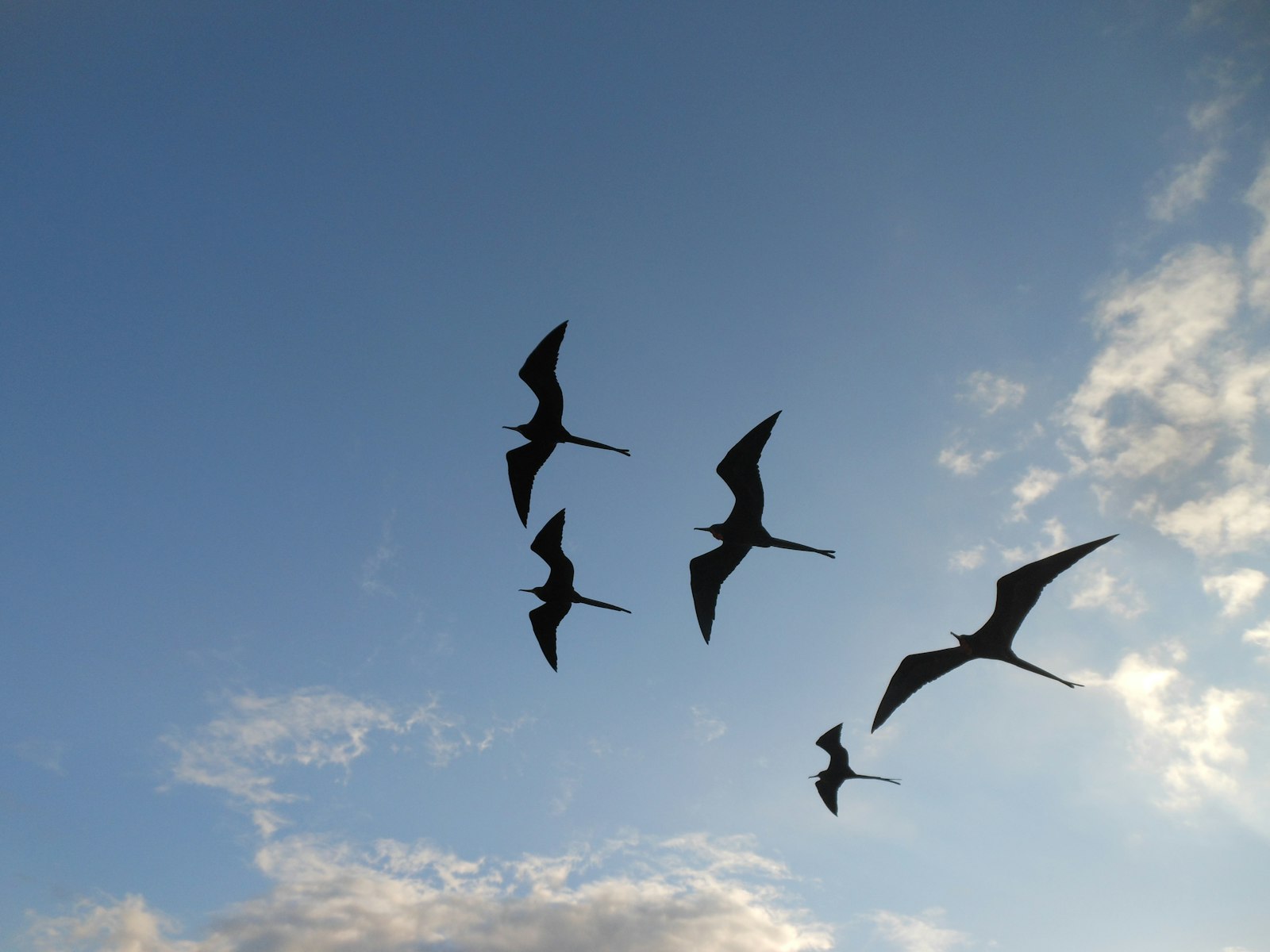 Nikon Coolpix S6200 sample photo. Five silhouette of birds photography