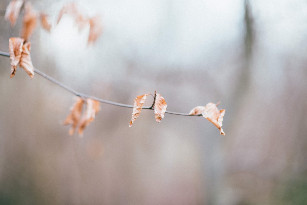 selective focus photography of orange-white leafed plant