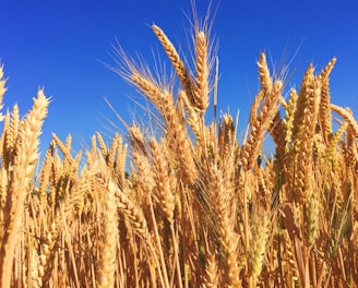 wheat field