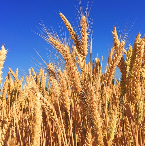 wheat field