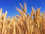 wheat field