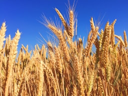 wheat field