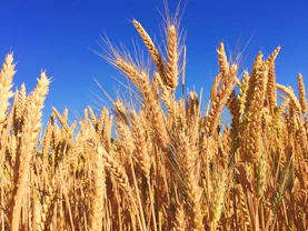 wheat field