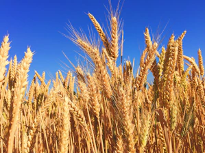wheat field
