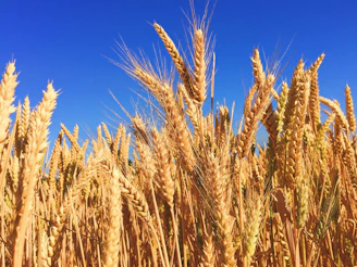 wheat field
