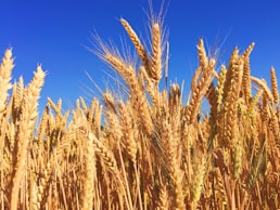 wheat field