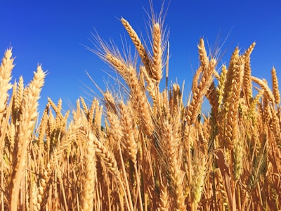 wheat field