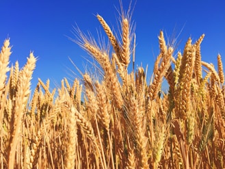 wheat field