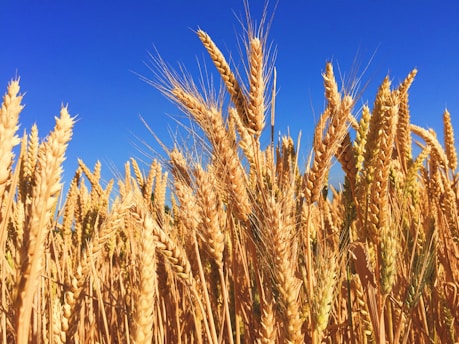 wheat field