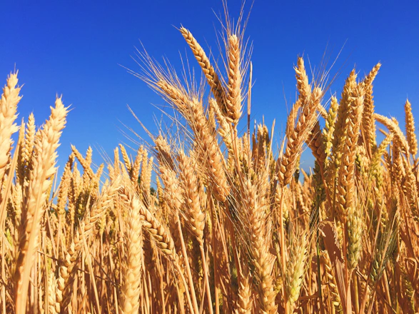 wheat field
