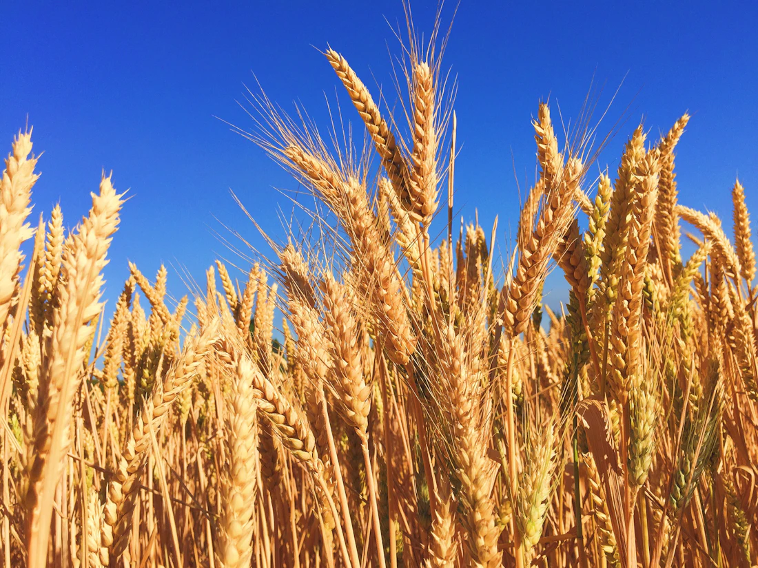 Standing crop at harvest