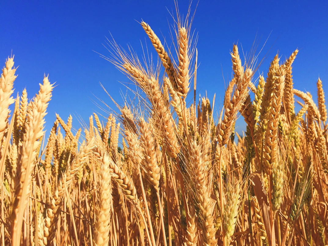 wheat field unsplash