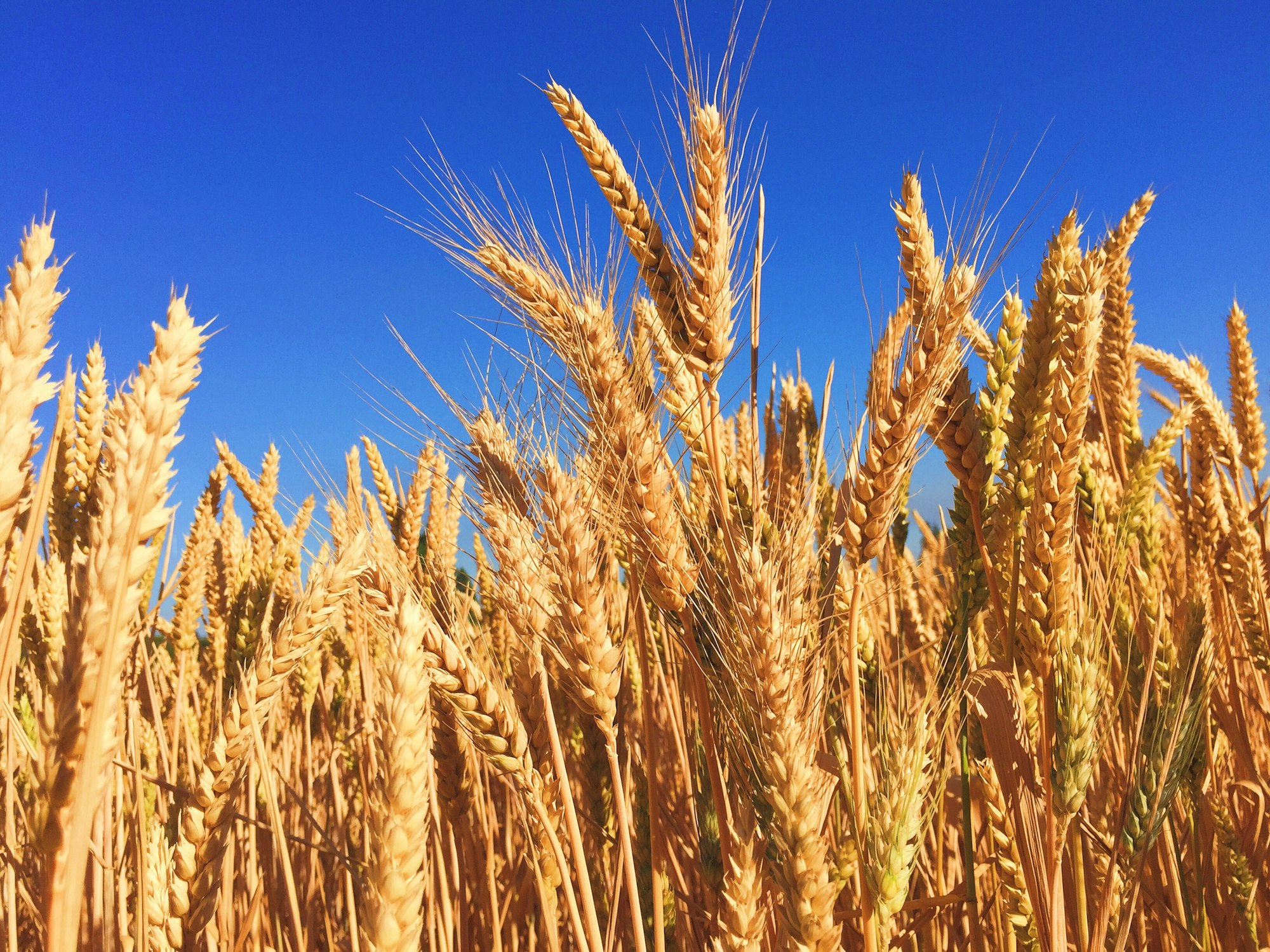 The gross harvest of wheat in Russia will increase by 41.4% in 2022, - the Central Bank of Russia