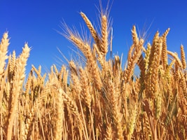 Wheat
