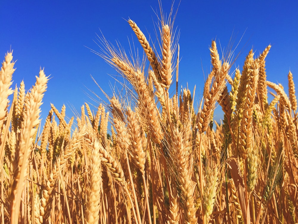 wheat field