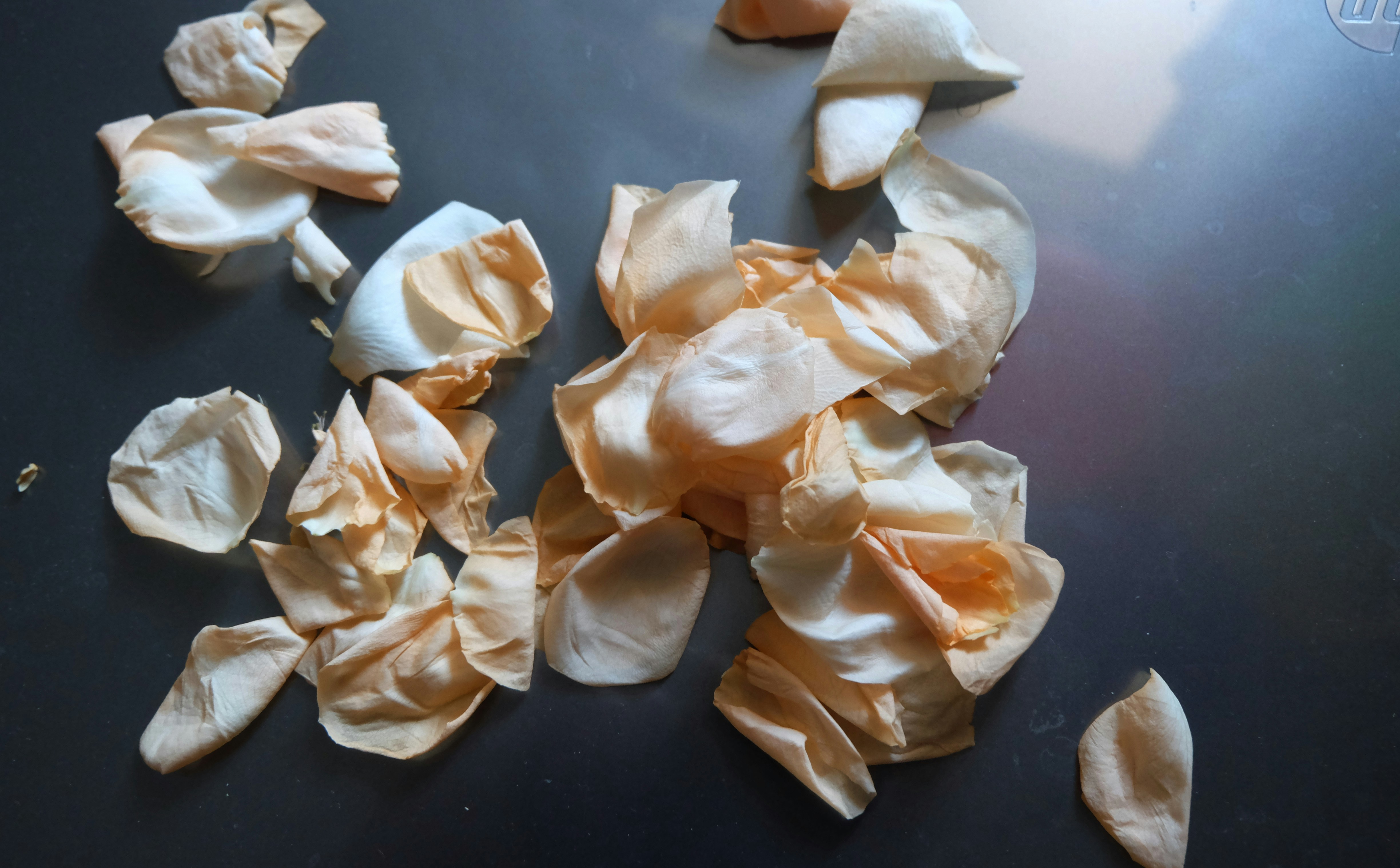 Free Unsplash photo from Pasha Gryniuk