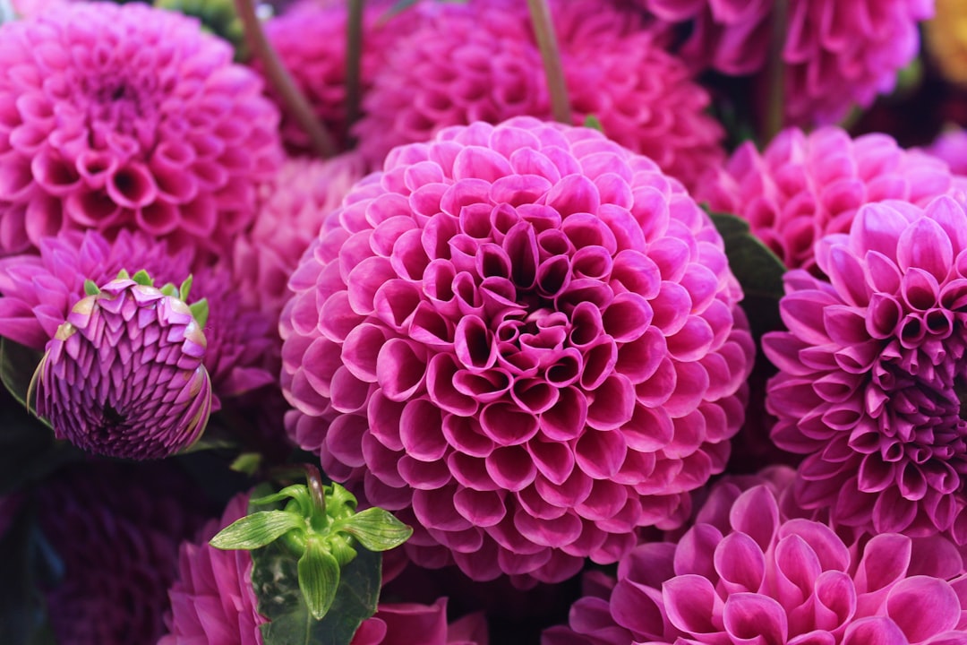 Close-up of pink dahlia flowers in full bloom