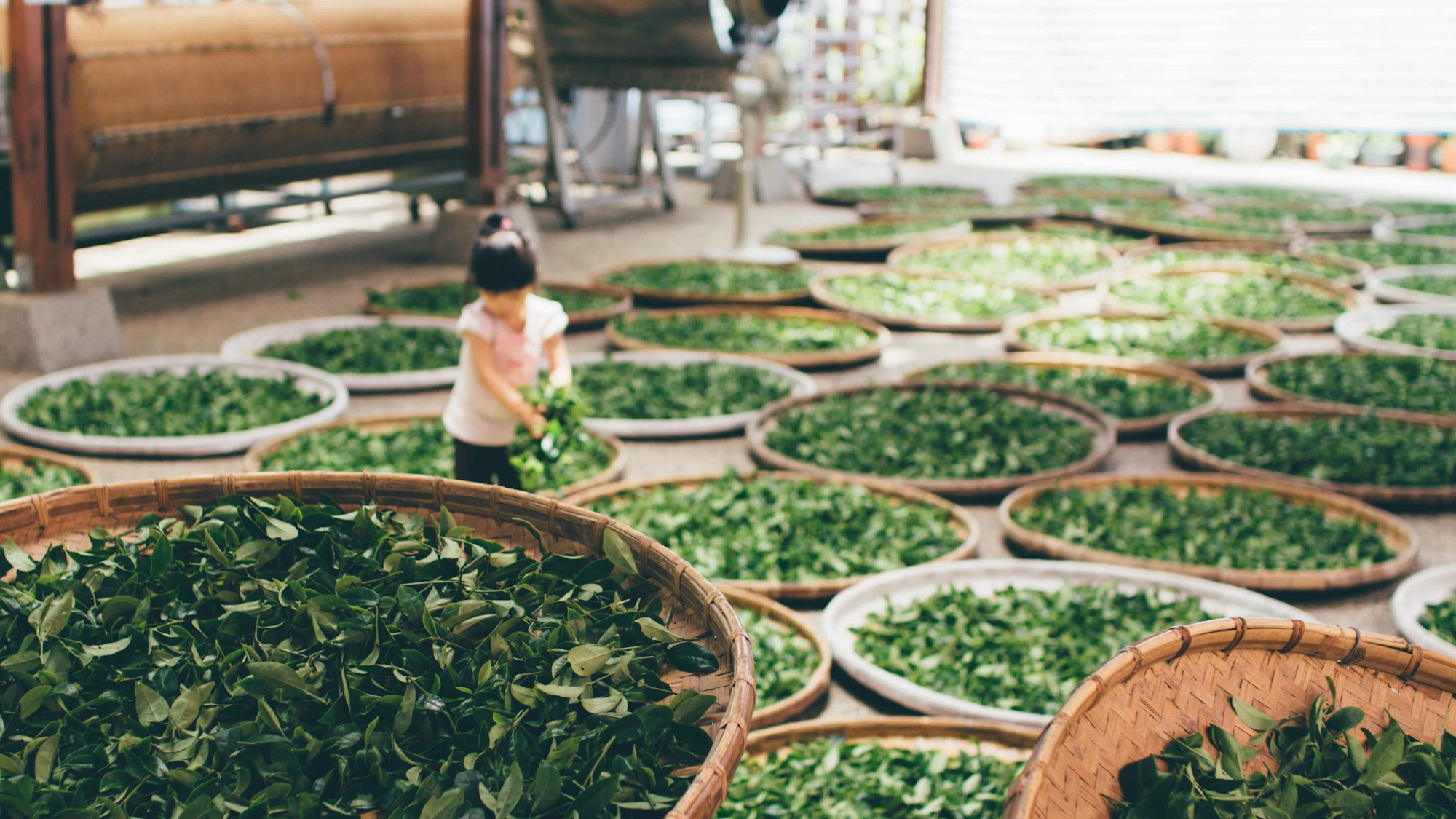 A girl gathering leaves