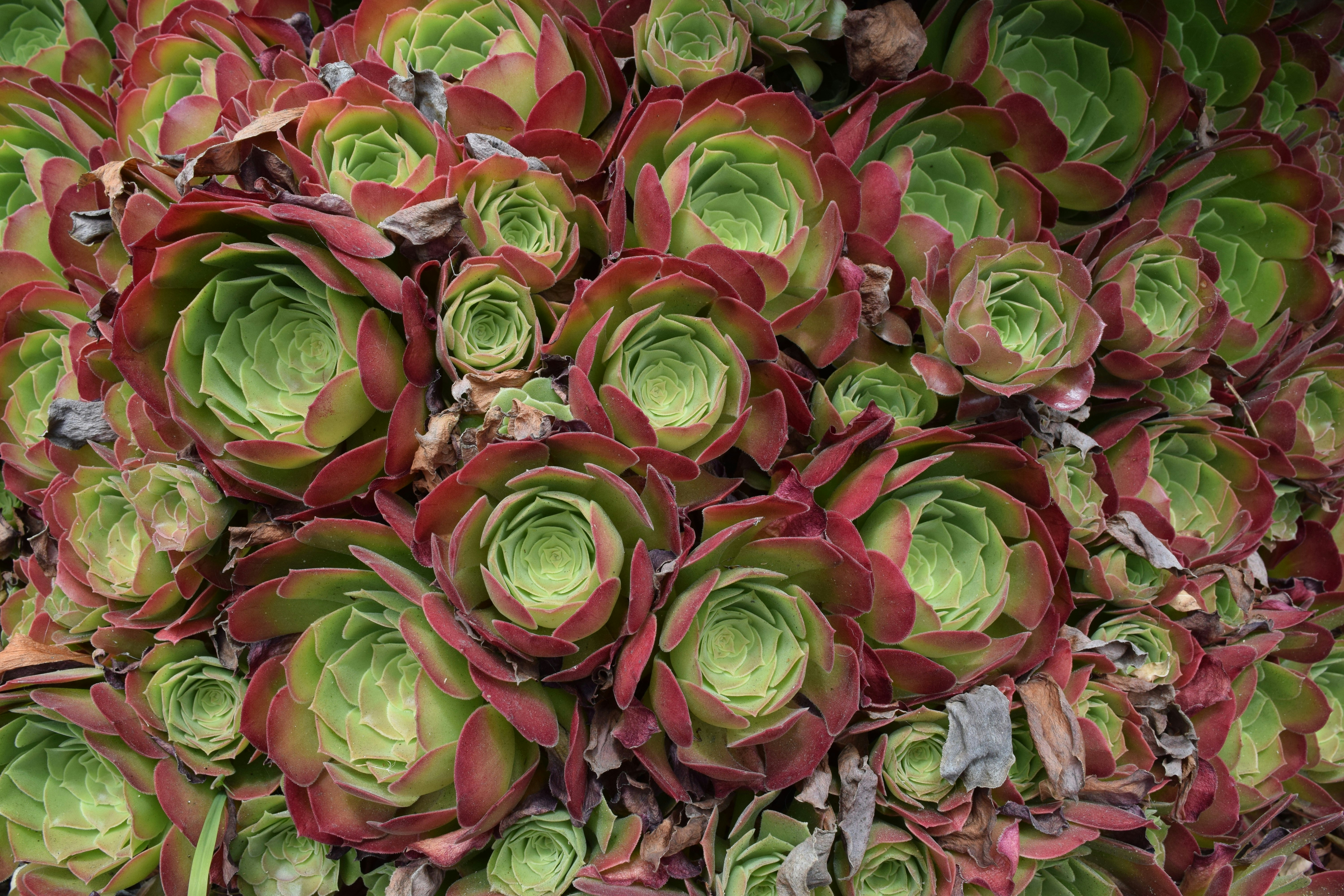 Free Unsplash photo from Ari Yasunaga